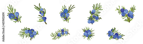 Juniper Evergreen Berry Branch with Green Needles Vector Set