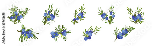 Juniper Evergreen Berry Branch with Green Needles Vector Set