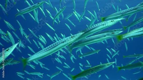 Front side, Many Barracuda floating in water column, Slow motion. Samera swims slowly through school of Yellow-tailed Barracuda (Sphyraena flavicauda) in blue water photo