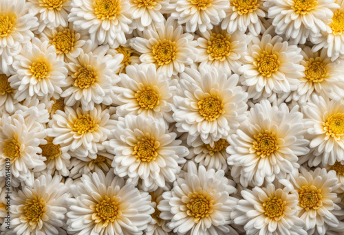 White chrysanthemum background. Flowers generated by AI