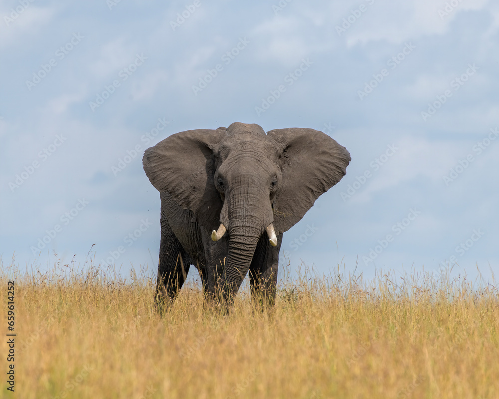 Fototapeta premium African Elephant, Masai Mara, Kenya
