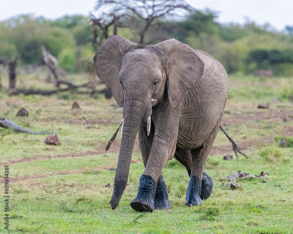 African Elephant that has been in the mud, Masai Mara, Kenya