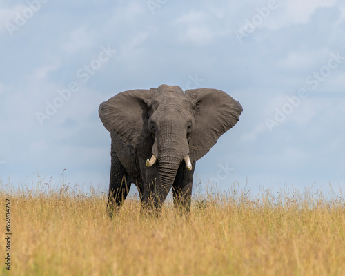 African Elephant, Masai Mara, Kenya © David McGowen