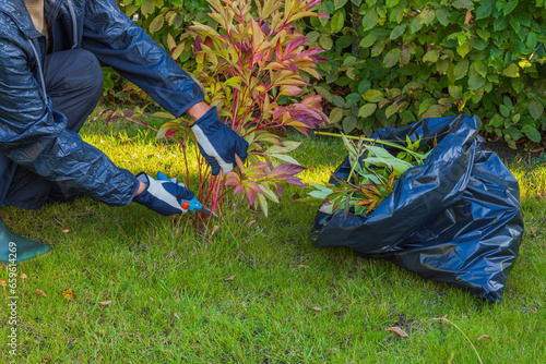Fototapeta Naklejka Na Ścianę i Meble -  Man pruning peony bush in garden on bright autumn day.
