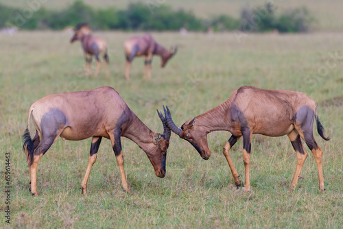 Topi males squaring off during the rut, Masai Mara, Kenya