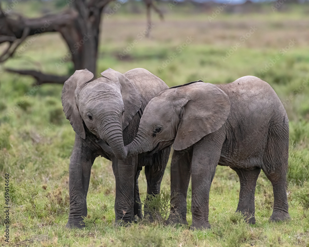 Baby Elephants playing in the early morning, Masai Mara, Kenya