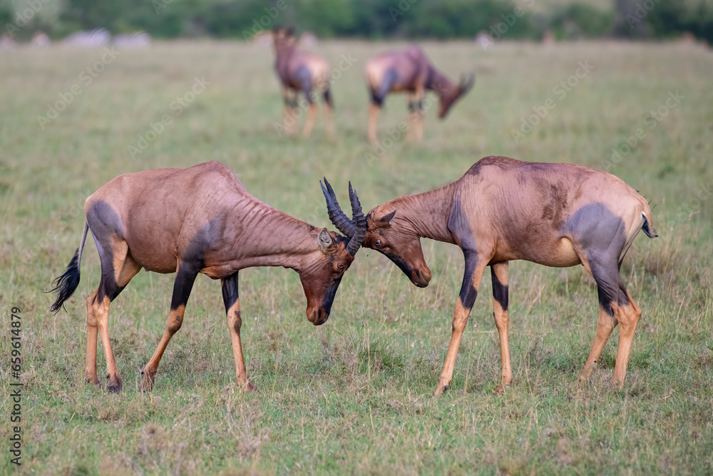 Fototapeta premium Topi males squaring off during the rut, Masai Mara, Kenya