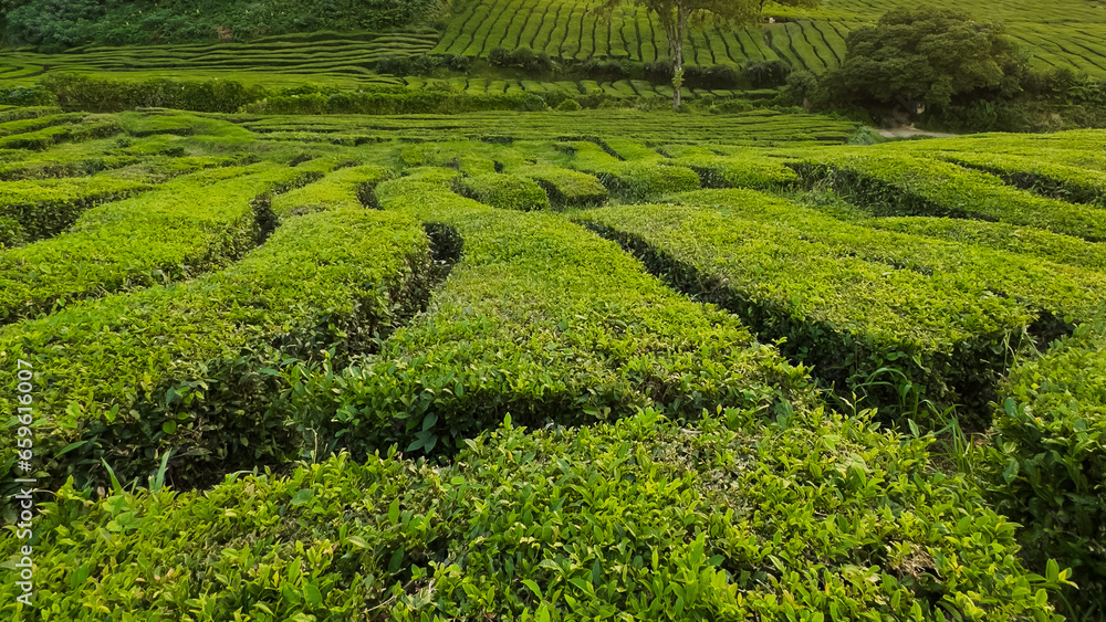 Green tea plantation in Azores Sao Miguel. Lines of green tea in Gorreana Tea factory and field is one of the mosr popular tourist attraction Acores. Portugal Green tea plantation in Azores Sao Miguel. Lines of green tea in Gorreana Tea factory and field is one of the mosr popular tourist attraction Acores. Portugal
