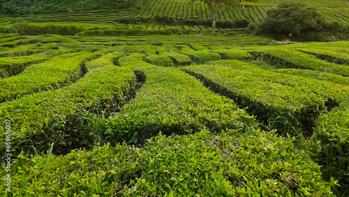 Green tea plantation in Azores Sao Miguel. Lines of green tea in Gorreana Tea factory and field is one of the mosr popular tourist attraction Acores. Portugal photo