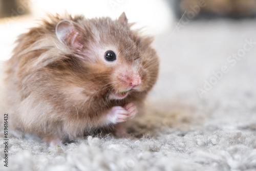 Funny fluffy Syrian hamster eats a green branch of clover, stuffs his cheeks. Food for a pet rodent, vitamins. Close-up © Ольга Симонова