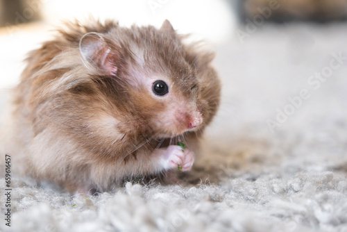 Funny fluffy Syrian hamster eats a green branch of clover  stuffs his cheeks. Food for a pet rodent  vitamins. Close-up
