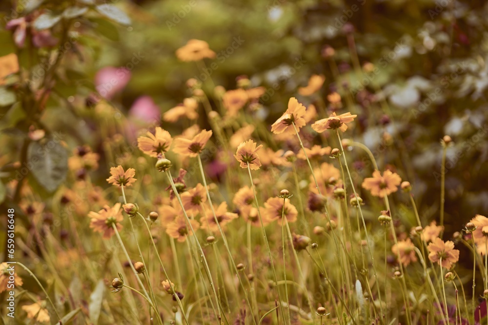 Obraz premium Summer beautiful warm background of flowers in the garden