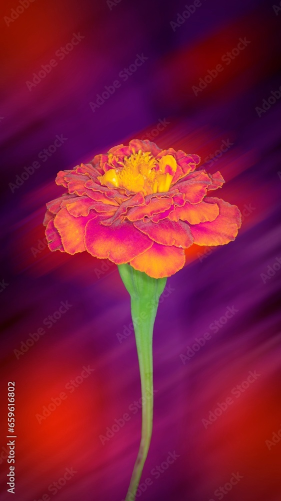 Fototapeta premium Beautiful background with a flower. Collage on a spring theme. Light toning. Background for a mobile phone screensaver. Avatar for the forum. Design of postcards, posters, business cards