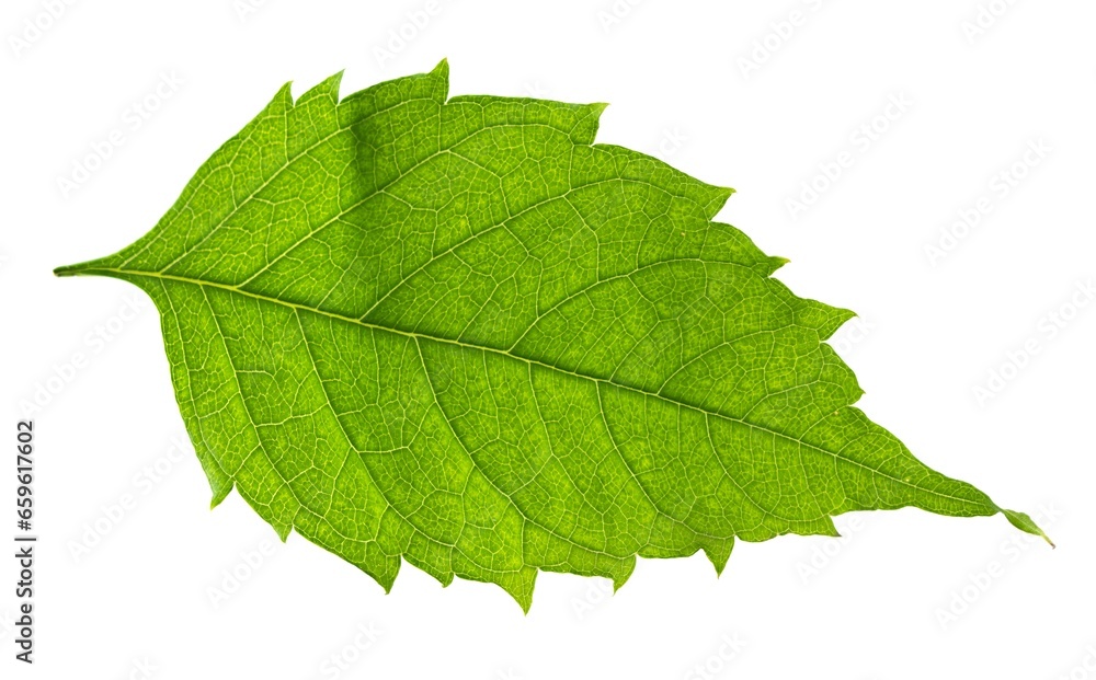 Obraz premium Green leaf isolated on a white background