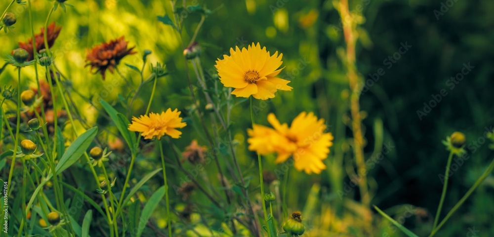 Beautiful summer background of flowers. Light toning of a warm summer garden.