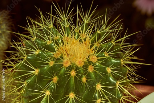 Green cactus with needles close-up