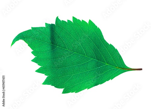 Green leaf isolated on a white background