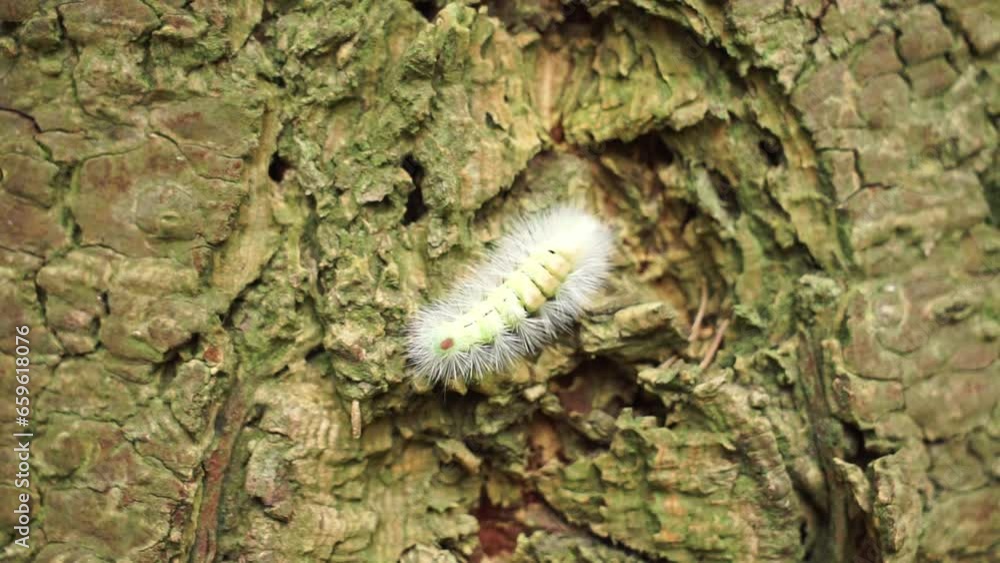 Pale Tussock caterpillar crawling on tree bark Pale Tussock caterpillar crawling on tree bark