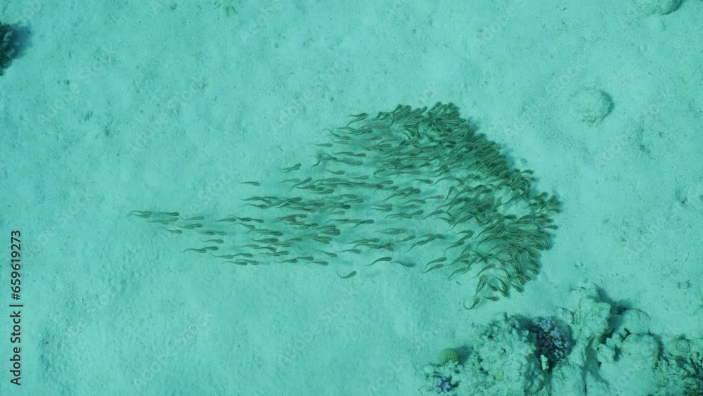 Shoal of Eel Catfish floats on sand seabed, Slow motion. Top view of