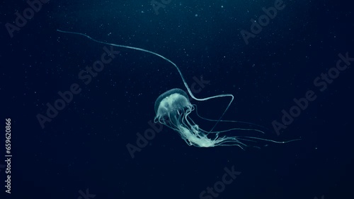 Mauve Stinger Jellyfish floats on deep sea. Mauve Stinger, Night-lightx Jellyfish, Phosphorescent jelly or Purple people eater (Pelagia noctiluca) swims on deph blue of Ocean photo
