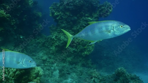 Slow motion, Jack fish swims in shoal of Barracudas in blue water. Two Yellowspotted Trevally (Carangoides fulvoguttatus) swimming on large school of Yellow-tailed Barracuda (Sphyraena flavicauda)  photo