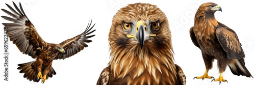 Golden eagle collection (portrait, standing, flying), animal bundle isolated on a white background as transparent PNG