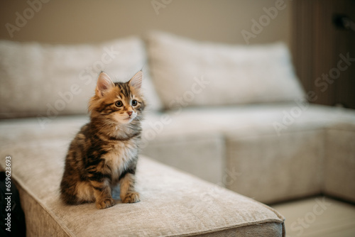 Foto Portrait of a striped kitten of the Kuril bobtail at home