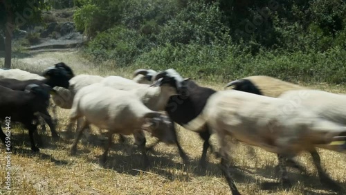 Rebaño de cabras y ovejas corriendo por un campo
