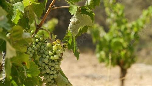 Viñedo con uvas blancas listas para la vendímia