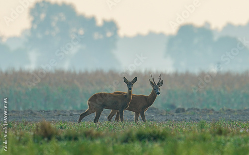 Fototapeta Naklejka Na Ścianę i Meble -  Wandering deers