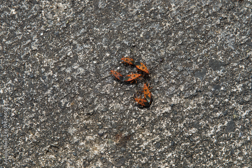 Small orange and black patterned insect
