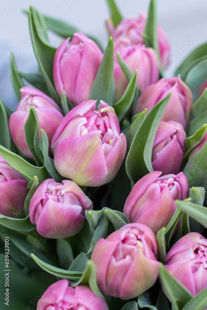 Fototapeta premium Bouquet of tulips