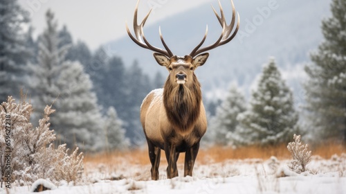 Elk in Winter  Majestic Cervid in Antlers