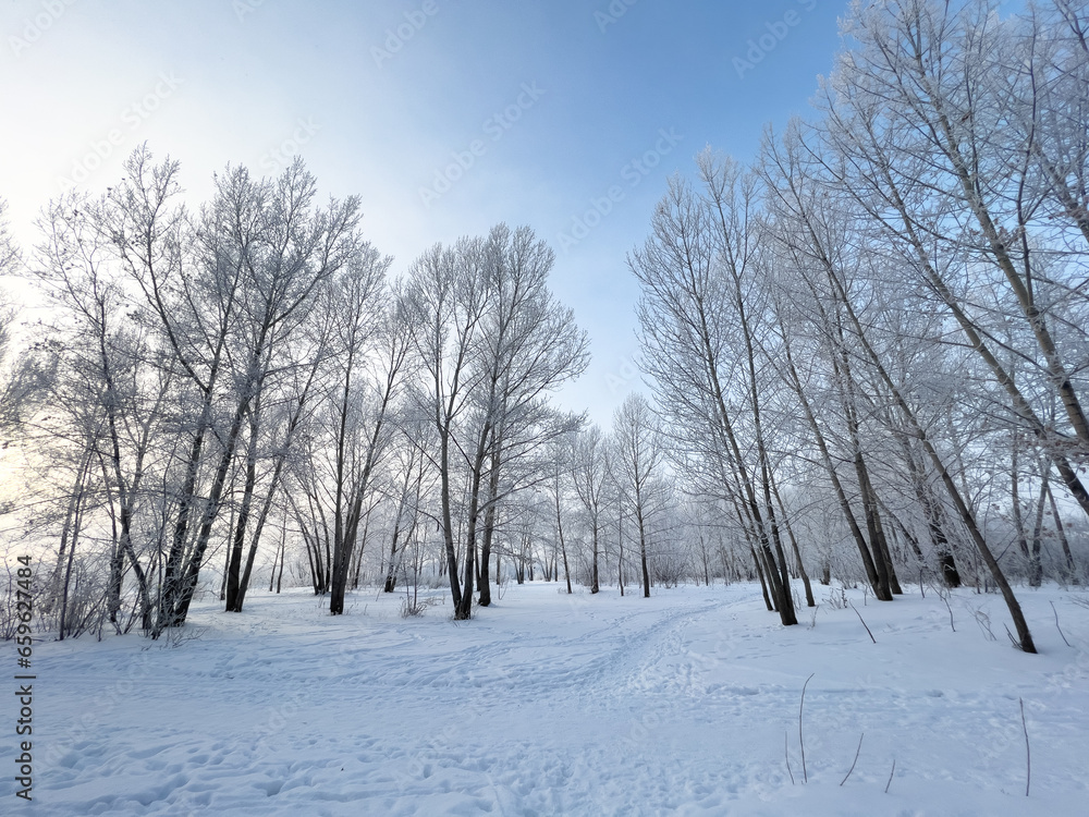 Panoramic view of the winter forest covered with frost.