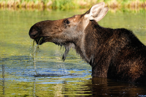 Moose Cow - Colorado © Bernie Duhamel