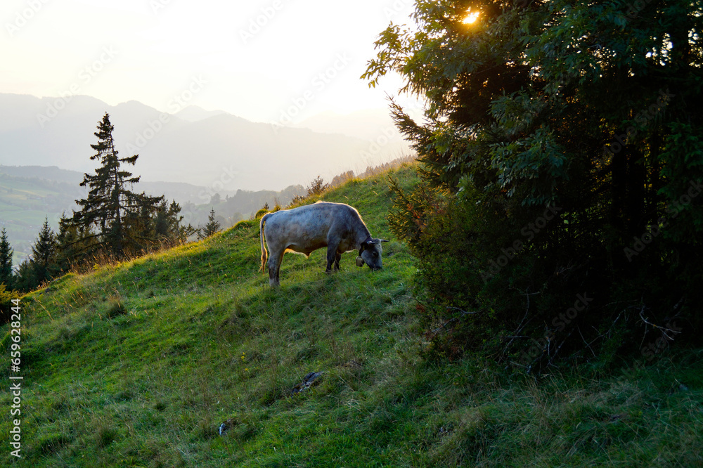 alpine landscape with an alpine cow grazing in the Bavarian Alps in Bad Hindelang, Allgaeu, Bavaria, Germany, on a sunny September day alpine landscape with an alpine cow grazing in the Bavarian Alps in Bad Hindelang, Allgaeu, Bavaria, Germany, on a sunny September day