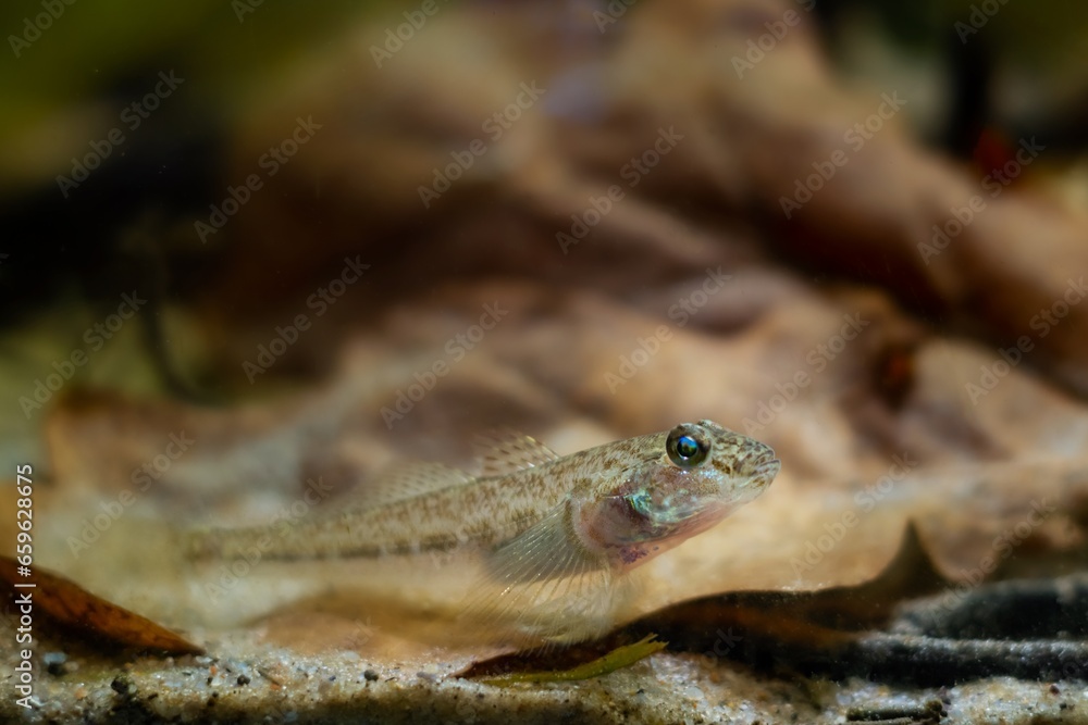 wild caught monkey goby in camouflage color relax on sand bottom, Southern Bug river endemic freshwater domesticated fish, highly adaptable and dangerous species, oak leaf litter blurred background