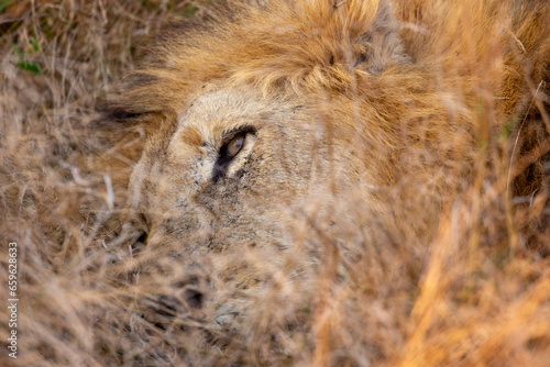 Wild Lion in South Africa, Sabi Sabi