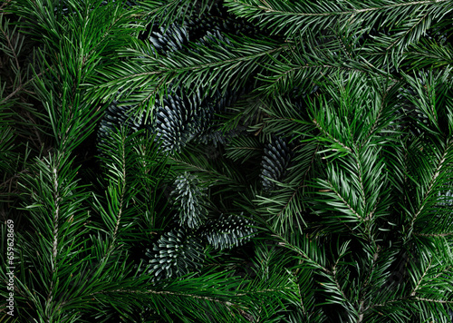 Christmas Background from Fir Branches