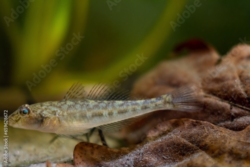 wild monkey goby in camouflage color relax on oak leaf litter, Southern Bug river endemic freshwater domesticated fish, highly adaptable and dangerous species, low light blurred sand bottom background