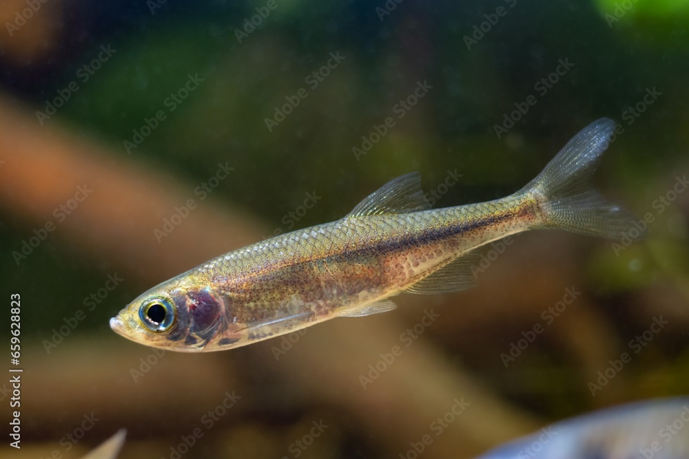 sunbleak shine silver side and swim in biotope aquarium, dwarf freshwater fish, highly adaptable animal show natural behaviour on blurred aquadesign background, shallow dof, beauty of nature concept