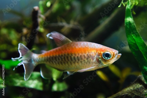 Congo tetra young male in neon glowing color, African Congo river basin endemic, popular ornamental Characin fish from acidic blackwater habitat in natural biotope planted aquascape, low light bokeh