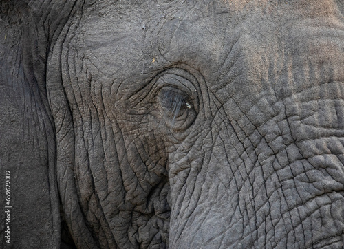 Elephant Portrait,  © Vollverglasung