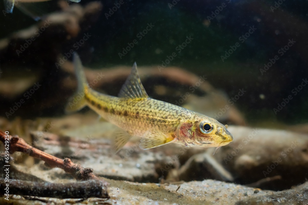gudgeon adult swim on sand bottom, freshwater wild caught and domesticated fish in temperate river biotope aquarium, blurred driftwood hardscape aquadesign, murky water dark low light mood concept gudgeon adult swim on sand bottom, freshwater wild caught and domesticated fish in temperate river biotope aquarium, blurred driftwood hardscape aquadesign, murky water dark low light mood concept