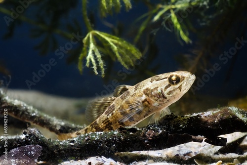 Chinese sleeper, juvenile freshwater fish species in camouflage coloration on driftwood, dangerous invasive predator from Asia in temperate coldwater European biotope aquarium, blurred background