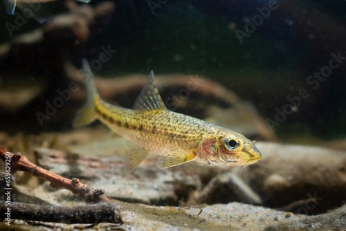 gudgeon adult swim on sand bottom, freshwater wild caught and domesticated fish in temperate river biotope aquarium, blurred driftwood hardscape aquadesign, murky water dark low light mood concept