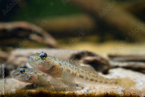 wild monkey goby in camouflage color relax on sand bottom  Southern Bug river endemic freshwater domesticated fish  highly adaptable and dangerous rare species  low light blurred hardscape background