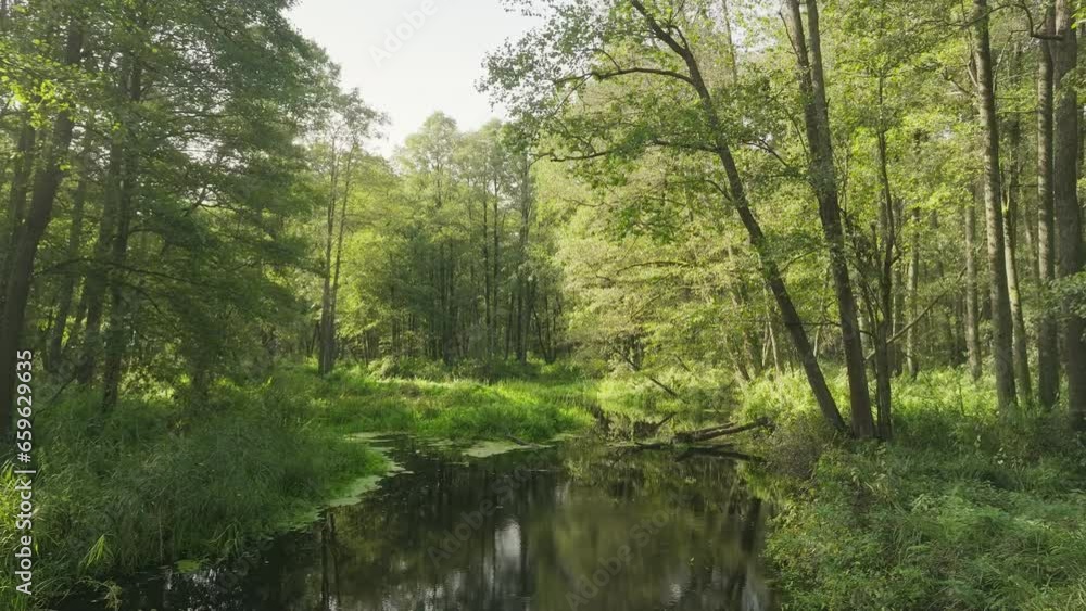 River jungle tropical green forest summer tree magical nature River jungle tropical green forest summer tree magical nature