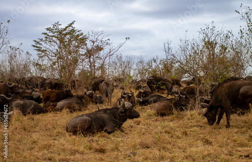 Canvas Print buffalo in the wild