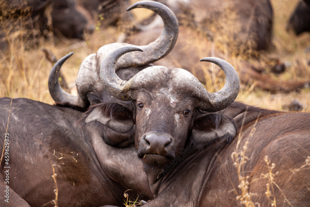Naklejka premium Buffalo in the Savannah, South Africa
